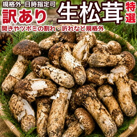 生松茸 訳あり＜開き方・大きさおまかせ＞ 約500g 約1kg 箱 中国雲南産 天然まつたけ｜空輸直送 国内検品選別 フレッシュ松茸 秋の味覚 ｜豊かな香りと心地よい歯ごたえ｜松茸ご飯 土瓶蒸し 焼き松茸 すき焼き｜四季の広場厳選｜家庭用 贈答用｜日付指定可
