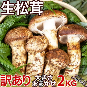  󂠂聃JE傫܂A _YbH̖ỏlEtbV܂bNxDELŎQbgbvNX̑Iʊb lG̍Lꌵ