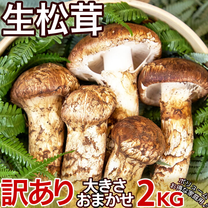 楽天市場】＜予約8月中下旬＞生松茸｜訳あり＜開き方・大きさおまかせ  