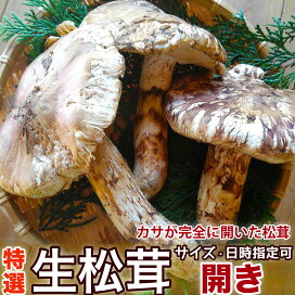 楽天市場】 松茸（生鮮）7〜11月 : 四季の広場 楽天市場店
