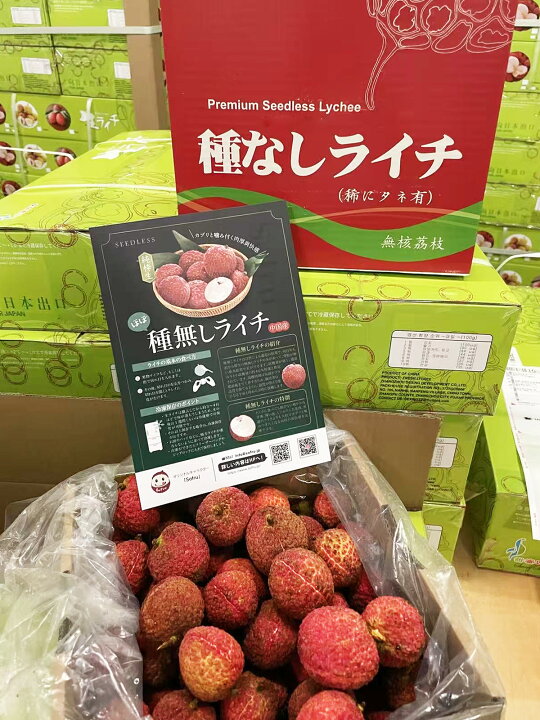 楽天市場】＜予約7月中下旬＞種無し 生ライチ｜食べ応え満点の希少な 