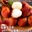 生赤ライチ 仙進奉（せんしんほう）糯米滋の特徴を受け継いだ改良品種｜中国産｜種が小さくて蜂蜜のような香りと甘さ…