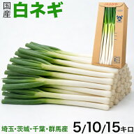 国産長ねぎ 5kg 箱 M〜2Lサイズ｜埼玉・茨城・千葉・群馬県産地｜白ネギ｜太くて長さが均一で扱いやすい…