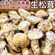 生松茸 カナダ・北米産 ＜つぼみ・開き・訳あり＞ 空輸直送｜天然フレッシュまつたけ｜色が白く白色系で…