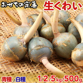 生くわい｜おせちの定番食材 クワイ 白い種 慈姑｜中国産・冬季限定｜正月料理の縁起物めでたい ｜鍋物・煮物・御節料理に使いやすい｜業務用・家庭用・まとめ買い対応｜豊富なサイズ選択｜お歳暮・季節限定｜国内検品発送
