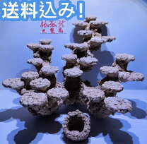 楽天市場】海水魚 水槽セットの通販