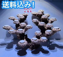 楽天市場】スーパーセール（水槽・アクアリウム｜熱帯魚・アクアリウム 