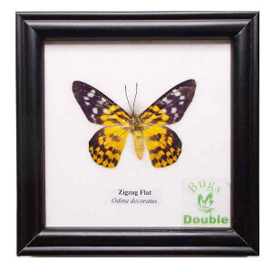 z W{  WOUOEtbg Zigzag Flat (Ordina decoratus)