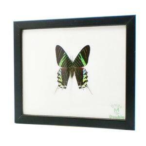 z W{  Day Flying Moth EjAECX