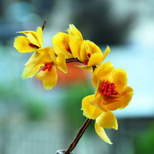 wAANZT[ ؕ  `H| O  񂴂 \tg F ԃ`[t a   ig p[eB[ Cxg  킢 ANZg