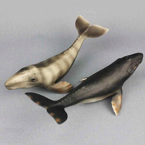 NW Cm tBMA ͌^  zr[ l` RNV CeA ~j`A A  傫 `bN q j̎q  Mtg