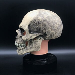   XJ wbg nEB z[ ʕ }XN Y fB[X  S[Xg t wbh }XN