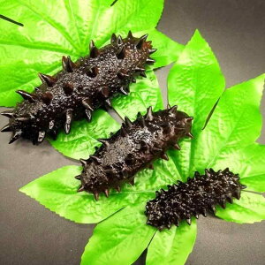 Hi Tv A { H i}R Ar Y `bN tFCN V[t[h  Xg ze M fBXvC i