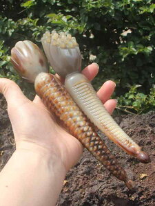 wAPA }bT[WR[   Mtg uV PA  GXe   E  G fB[X g fB[X