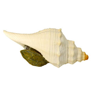 hJ Cm tBMA ͌^  zr[ l` RNV CeA ~j`A A `bNq  v[g Jj