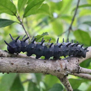  tBMA ͌^  zr[ l` RNV CeA ~j`A A VR V~[V ђ c  q  Mtg R