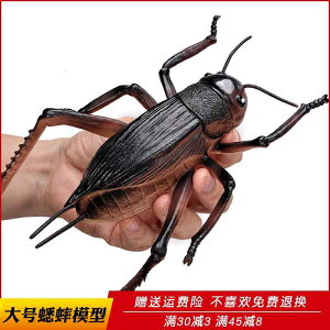   tBMA  l` h[ zr[ `bN 傫 q Ȋw  v[g RNV CeA ~j`A A