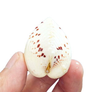 u VR L Lk n[g` 킢  ~jTCY CeAG i`f  rO l ޏ Jbv a LO o^C v[g Mtg