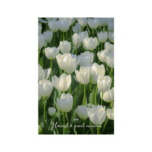 ̂ Ԏd؂J[e `[bv Lb` Q gC ʏ  ƒp ˂莮 sv Lk|[ |GXen 킢 LN^[