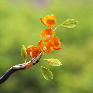    nhCh `Y ȒP܂Ƃߔ \xxbg h Ebh ؍ IWn  GXjbN a g I t[`[t