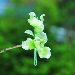  fB[X  @ i \xxbg \tg񂴂 ؕ g `CihX  ACX  l