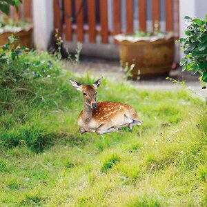 K[fI[ig AN 킢  VJ `[t  O  Ő  K[fjOsbN NX}X(x2)