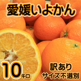 豊作特価!! 訳あり 愛媛いよかん 約10kg +補償500g 4L～Sサイズ不選別 伊予柑 愛媛県特産品