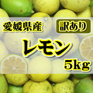 大豊作特価!! 訳あり レモン 国産 約5kg +500g補償 愛媛県産 れもん 【ワックス・防腐剤不使用】