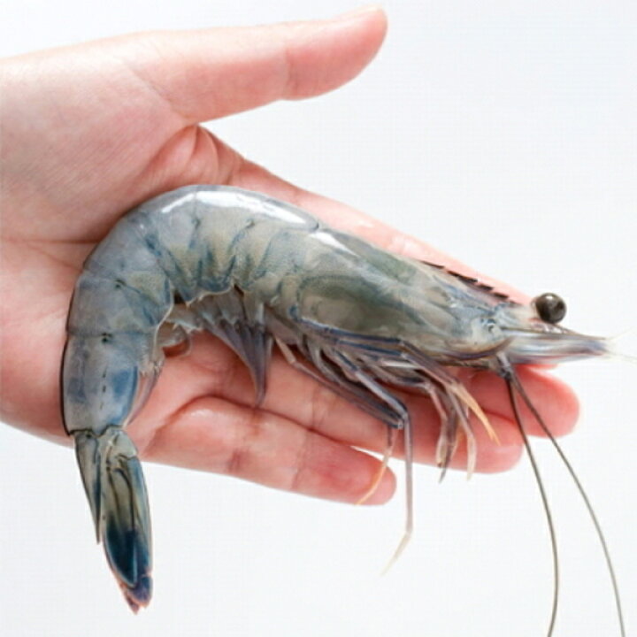 楽天市場 天使の海老 1kg 30 40尾入り 誕生日 プレゼント 出産 内祝い ギフト ゴダック 刺身 冷凍 生食 背ワタ プレゼント 化粧箱 箱入り 海老しゃぶ 海鮮丼 海老 えび エビ 醤油漬け 食品 あす楽 業務用 お取り寄せグルメ 高級 レストラン 取り寄せ 御歳暮 お歳暮 ギフト
