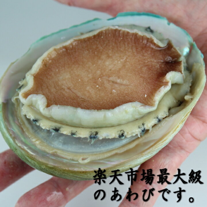 楽天市場 ポイント倍 お刺身 あわび 殻付 翡翠の瞳 サイズ 7粒 1kg 最大級 鮑 アワビ 高級 魚介類 食材 通販 食べ方 バター焼き 柔らか煮 さばき方 茸 ステーキ 鉄板焼 醤油 グリル バーベキュー 肝 ボイル 縁起物 懐石 中華