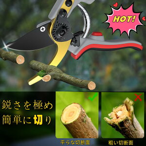 y2025lCt߂̙oT~z΂ }؂oT~ ₷  SK5Yf| yʉ Kтɂ 3iK߉\ |