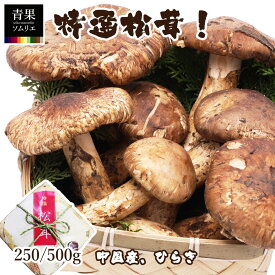 生松茸 中国産 開き松茸 250g 500g 特選 天然松茸 空輸 送料無料 化粧箱入り 贈答用 ギフト 松茸ご飯 天ぷら 土瓶蒸し 焼き松茸 すき焼き 秋の味覚 まつたけ マツタケ