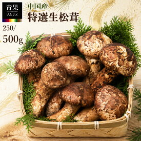 順次発送 生松茸 中国産 特選 250g 500g 一級品 つぼみ・中つぼみミックス 天然松茸 空輸 送料無料 化粧箱入り 贈答用 ギフト 松茸ご飯 土瓶蒸し 焼き松茸 すき焼き 秋の味覚 まつたけ マツタケ