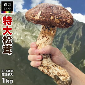 生松茸 中国産 訳あり 超特大 800g〜1kg 3〜4本 特選 天然松茸 開き 空輸 空港直送 送料無料 大容量 業務用 松茸ご飯 焼き松茸 天ぷら すき焼き BBQ 秋の味覚 まつたけ マツタケ
