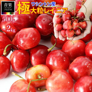 さくらんぼ レーニアチェリー」の人気商品一覧・価格比較 - 価格.com