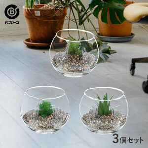 観葉植物 多肉植物 テラリウムの人気商品 通販 価格比較 価格 Com