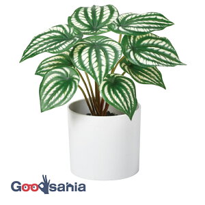 AXJ  yy~A (|bgt) @QCgO[ 21×22cmA|bg:10×9cm A-51050-051V ( A { t tFCNO[ ϗtA  )