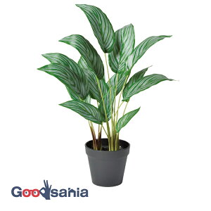 AXJ  JeA (|bgt) O[ 48×30cmA|bg:12.5×10.5cm A-51053-051A ( A { t tFCNO[ ϗtA Ϗ  )