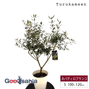 ߋT I[u̖ lofBuR Small (100~120cm) ( I[u STCY X[ 7 ϗtA A c  A V{c[ K[fjO ډB Mtg j Ύ )