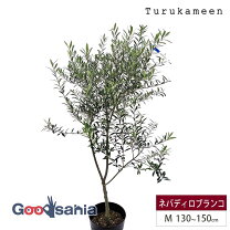 楽天市場】3M（種類（植物）オリーブ）（花・ガーデン・DIY）の通販