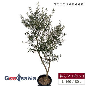 ߋT I[u̖ lofBuR Large (160~180cm) ( I[u LTCY [W 10 ϗtA A c  A V{c[ K[fjO ډB Mtg j Ύ )