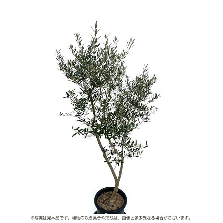 楽天市場】鶴亀園 オリーブの木 ネバディロブランコ Large (約160 