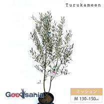 楽天市場】3M（種類（植物）オリーブ）（植木｜ガーデニング・農業 