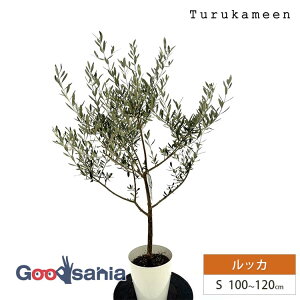 ߋT I[u̖ bJ Small (100~120cm) ( I[u STCY X[ 7 ϗtA A c  A V{c[ K[fjO ډB Mtg j Ύ )