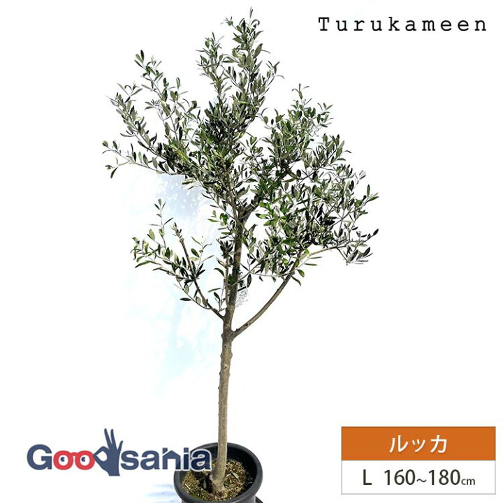 楽天市場】鶴亀園 オリーブの木 ルッカ Large (約160~180cm 
