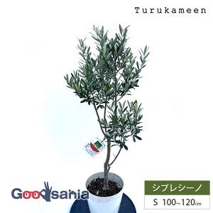 ߋT I[u̖ VvV[m Small (100~120cm) ( I[u STCY X[ 7 ϗtA A c  A V{c[ K[fjO ډB Mtg j Ύ )