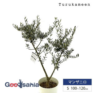 ߋT I[u̖ }Uj Small (100~120cm) ( I[u STCY X[ 7 ϗtA A c  A V{c[ K[fjO ډB Mtg j Ύ )