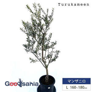 ߋT I[u̖ }Uj Large (160~180cm) ( I[u LTCY [W 10 ϗtA A c  A V{c[ K[fjO ډB Mtg j Ύ )