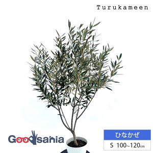 ߋT I[u̖ ЂȂ Small (100~120cm) ( I[u STCY X[ 7 ϗtA A c  A V{c[ K[fjO ډB Mtg j Ύ )