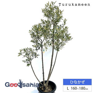 ߋT I[u̖ ЂȂ Large (160~180cm) ( I[u LTCY [W 10 ϗtA A c  A V{c[ K[fjO ډB Mtg j Ύ )